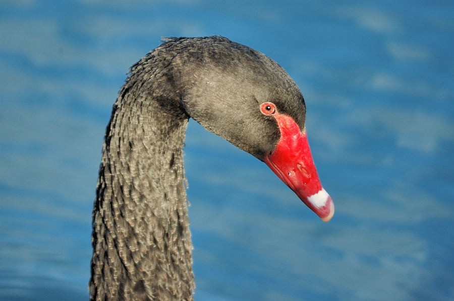 Black Swan - Georges Olioso