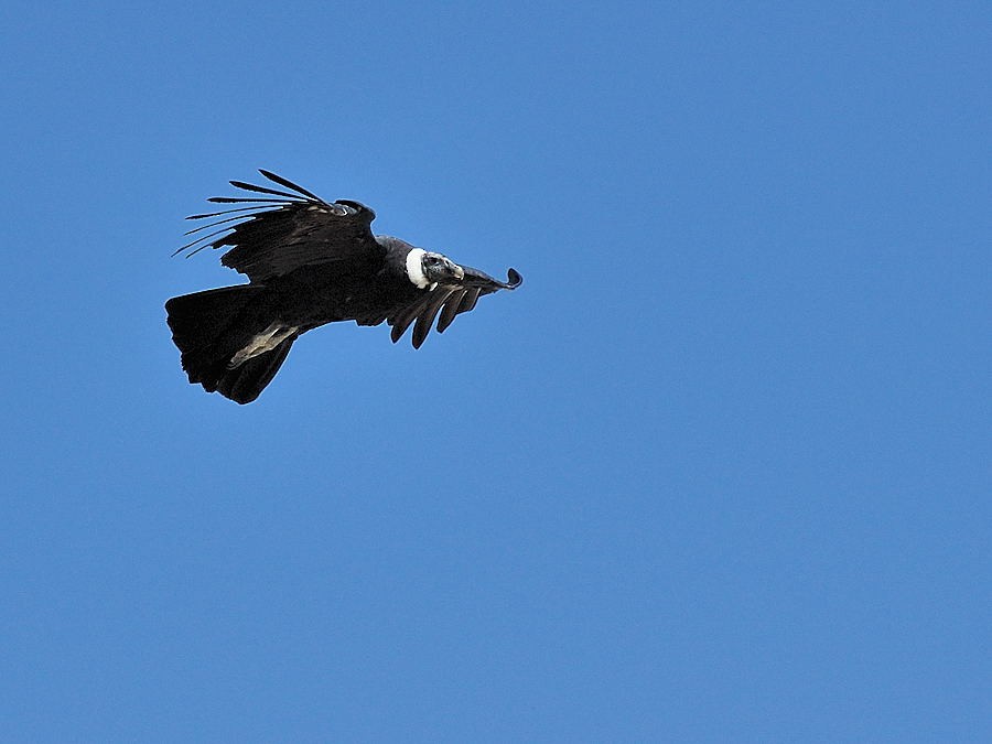 Andean Condor - Georges Olioso