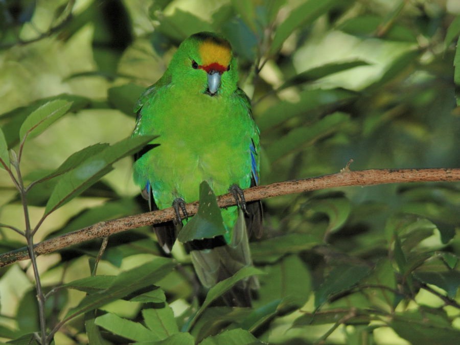 Yellow-crowned Parakeet - Georges Olioso