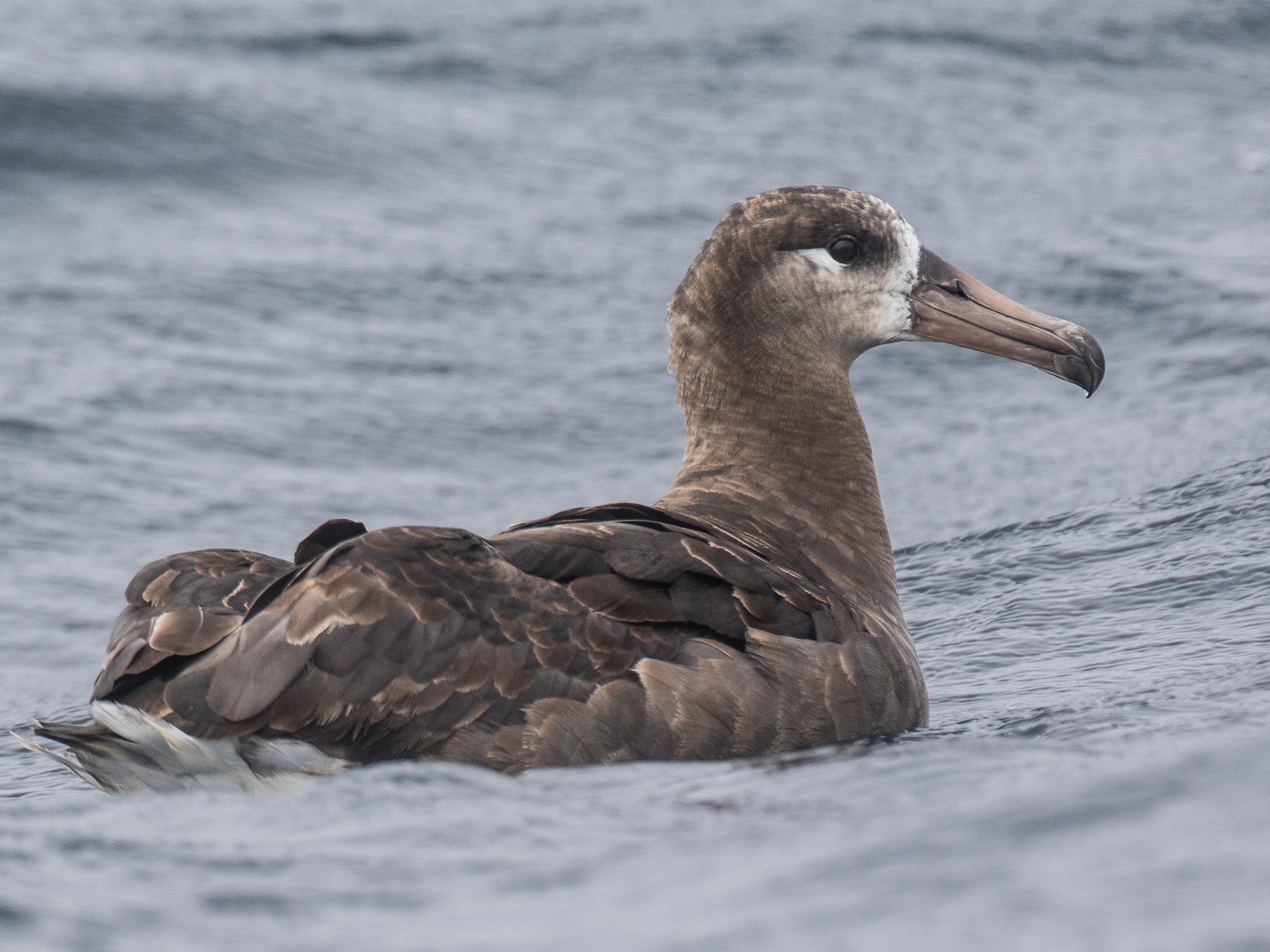 Black-footed Albatross - Blake Matheson