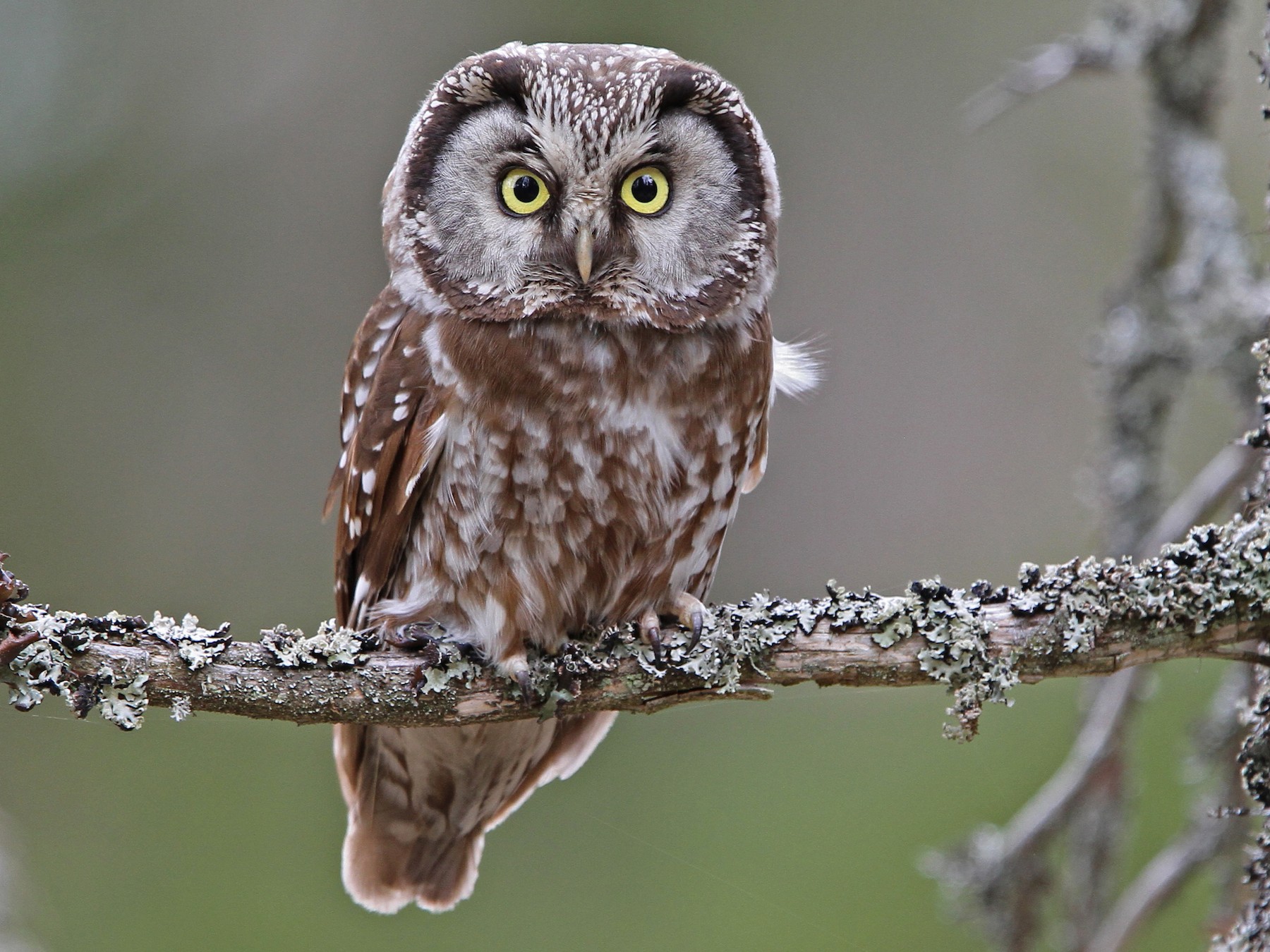 Boreal Owls (Aegolius funereus) .