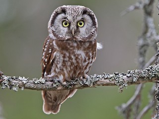  - Boreal Owl