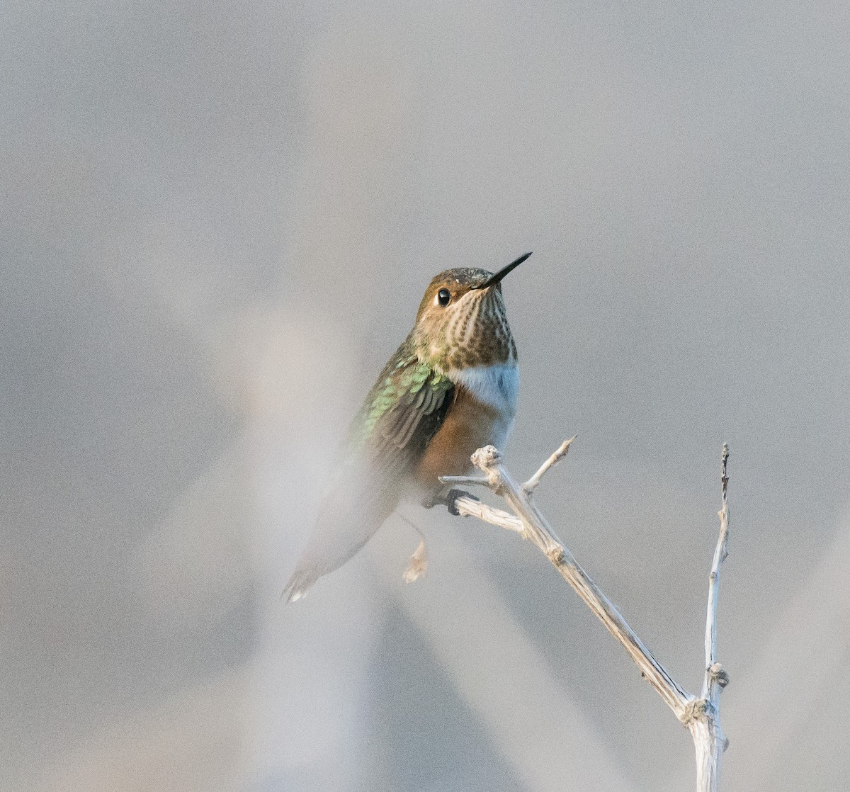 Rufous Hummingbird - Gordon Karre