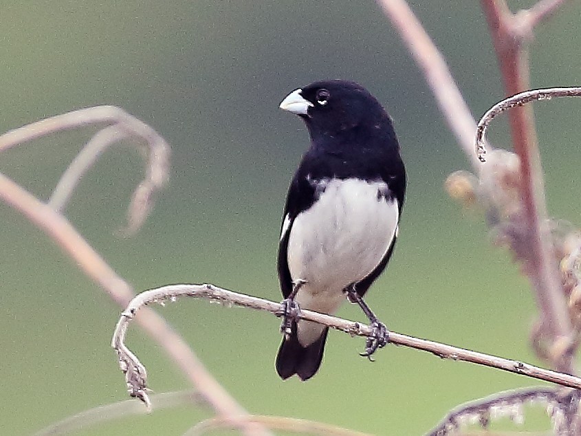 papa-capim-preto-e-branco - eBird