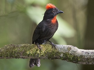  - Sooty Ant-Tanager