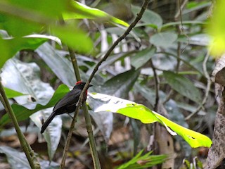  - Sooty Ant-Tanager