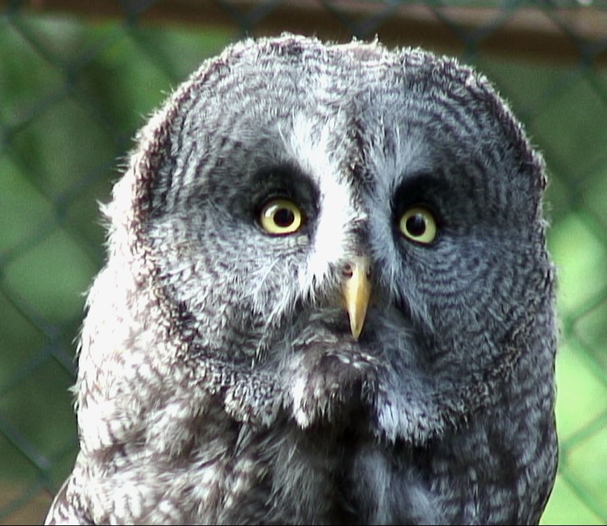 Great Gray Owl - Josep del Hoyo