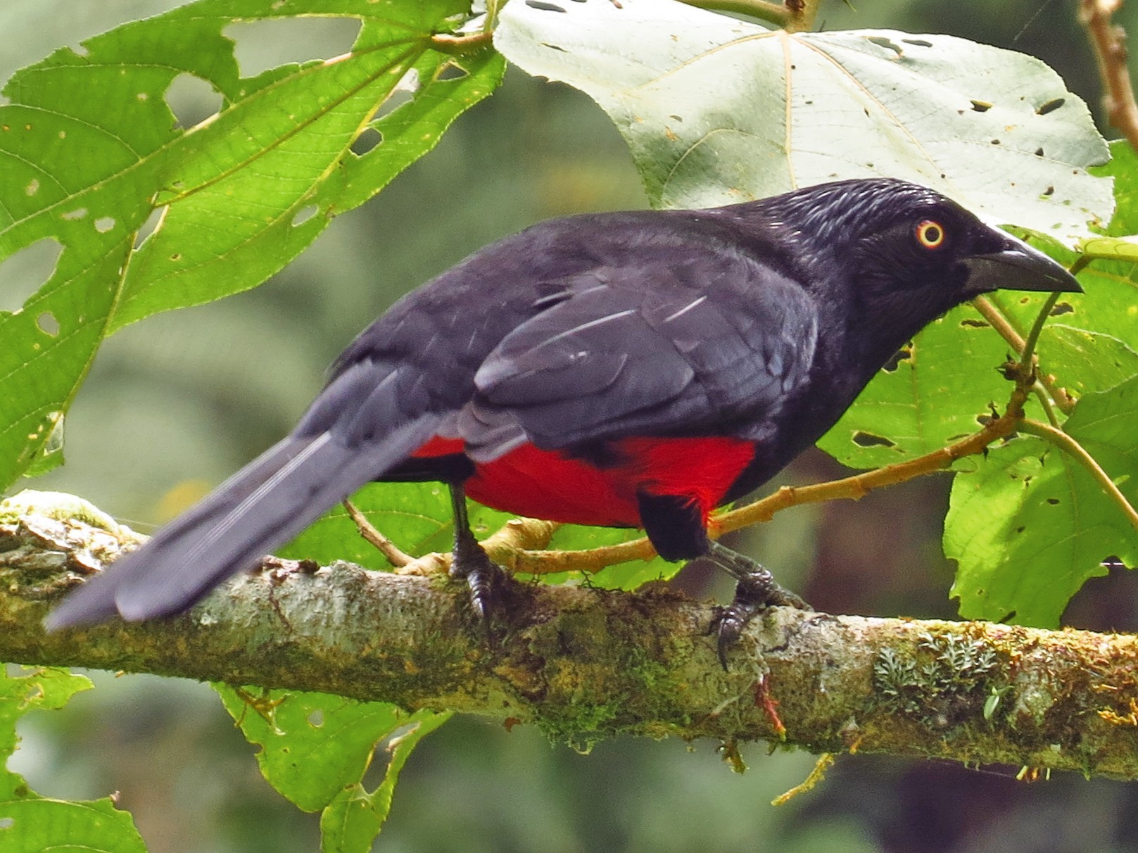 Red-bellied Grackle - Jorge Muñoz García   CAQUETA BIRDING