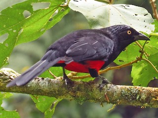  - Red-bellied Grackle