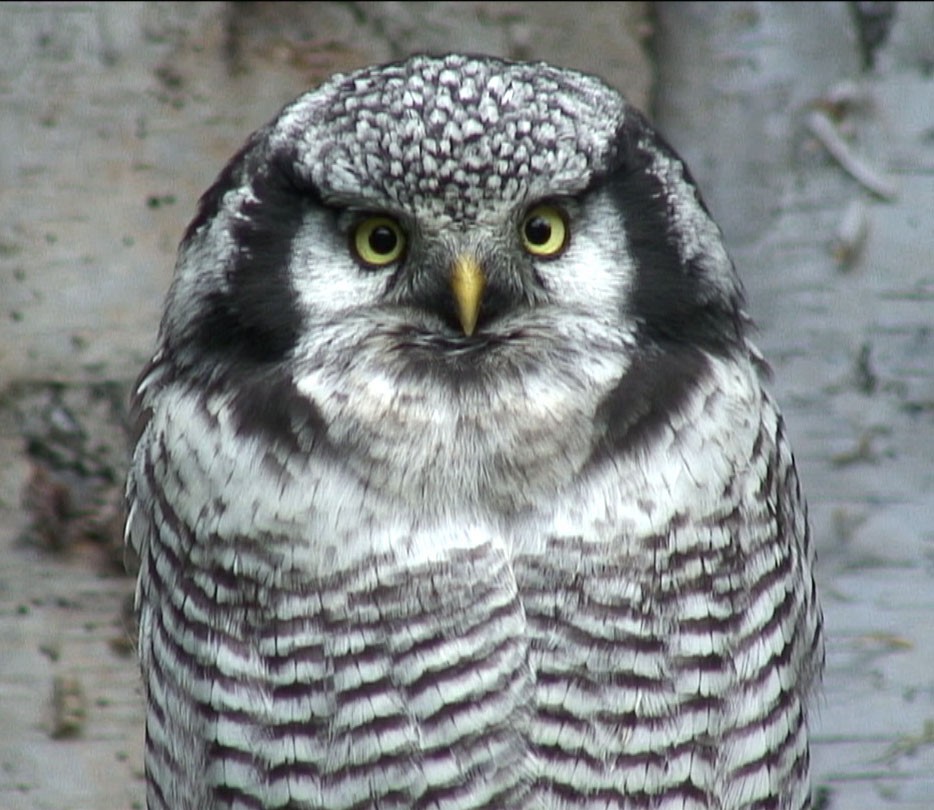 Northern Hawk Owl - Josep del Hoyo