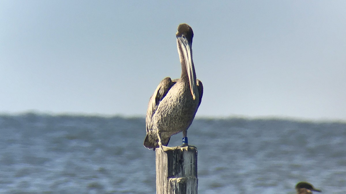 pelikán hnědý - ML70101471