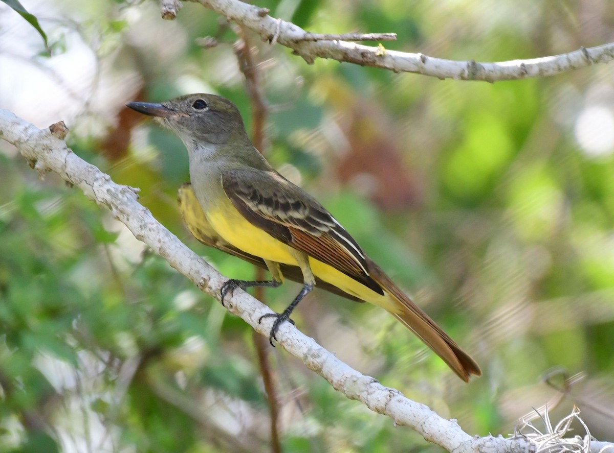 Great Crested Flycatcher - ML70101891