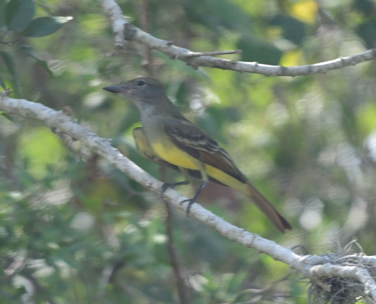 Great Crested Flycatcher - ML70101901