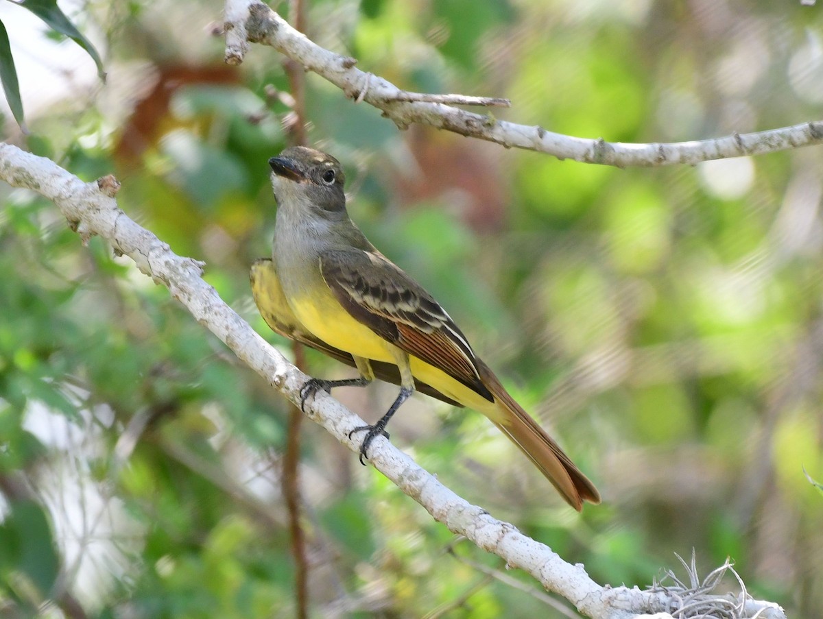 Great Crested Flycatcher - ML70101911