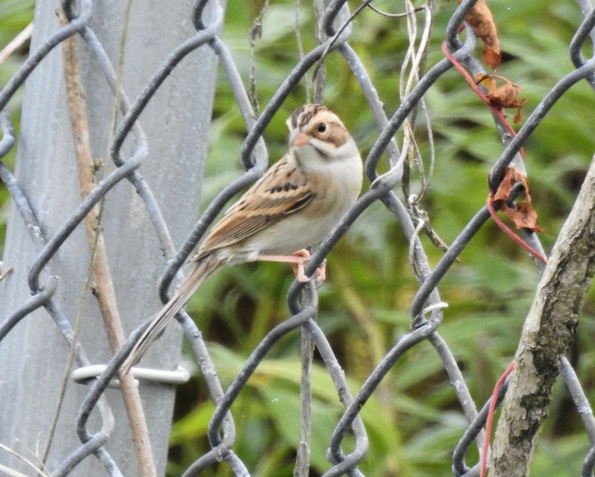 Clay-colored Sparrow - Carolyn Longworth