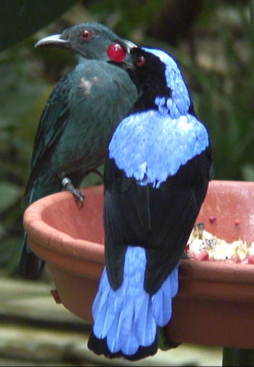 Asian Fairy-bluebird - Josep del Hoyo
