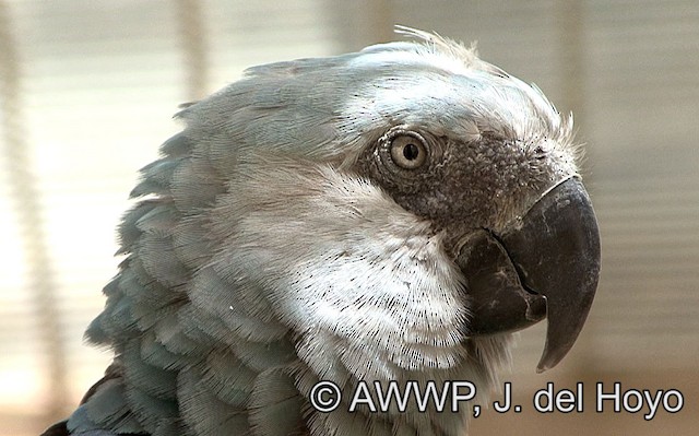 Adult showing head detail. - Spix's Macaw - 