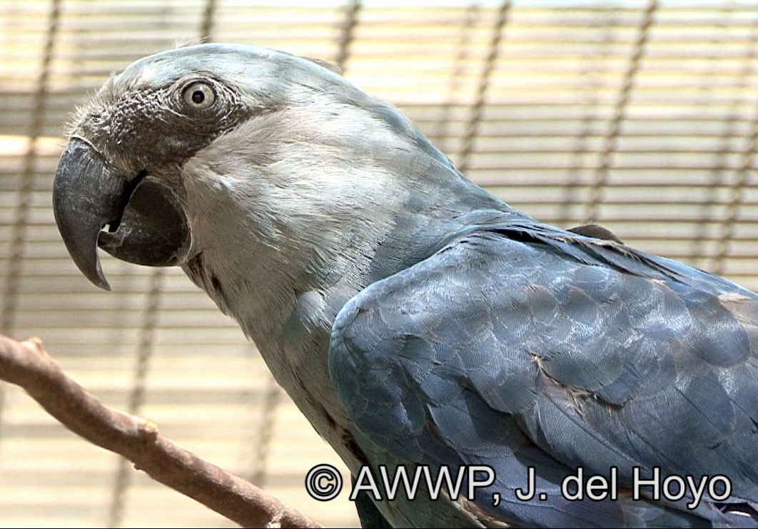 Spix's Macaw - Josep del Hoyo