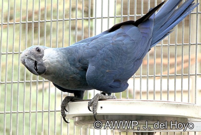 Adult lateral view. - Spix's Macaw - 