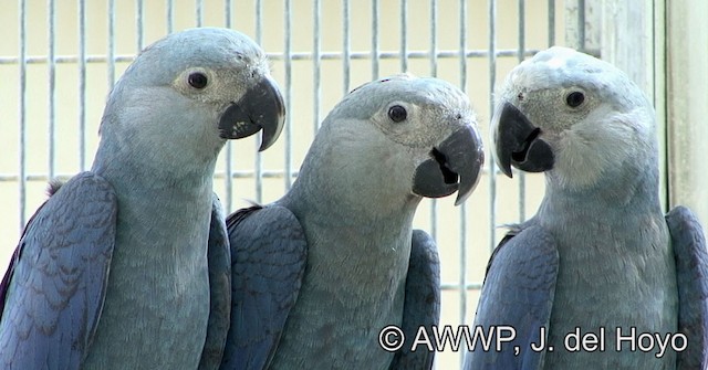 Immatures showing head detail. - Spix's Macaw - 