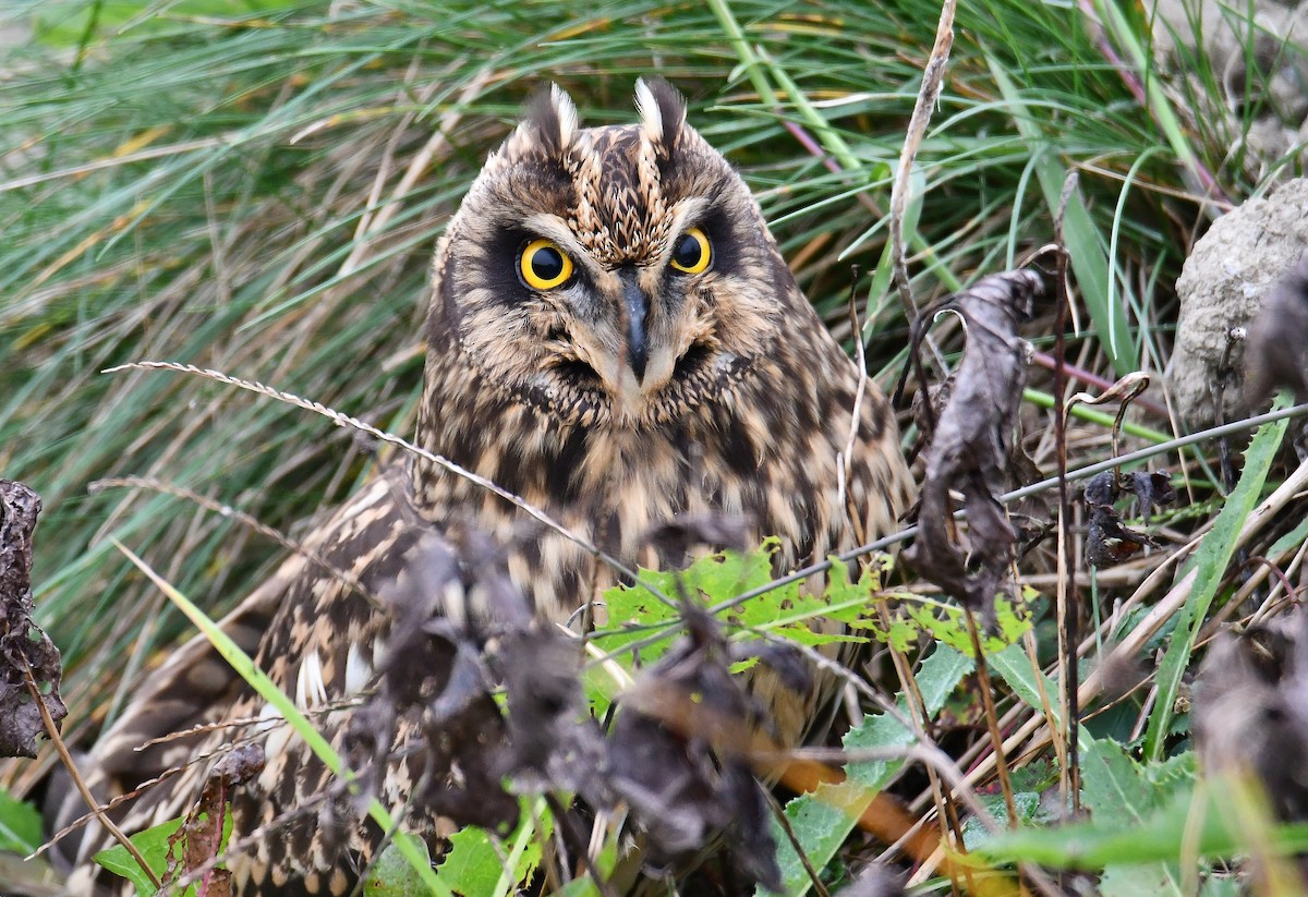 Short-eared Owl - ML70107611