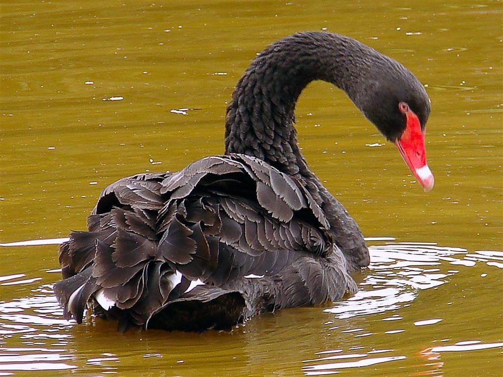 Black Swan - Blair Wainman