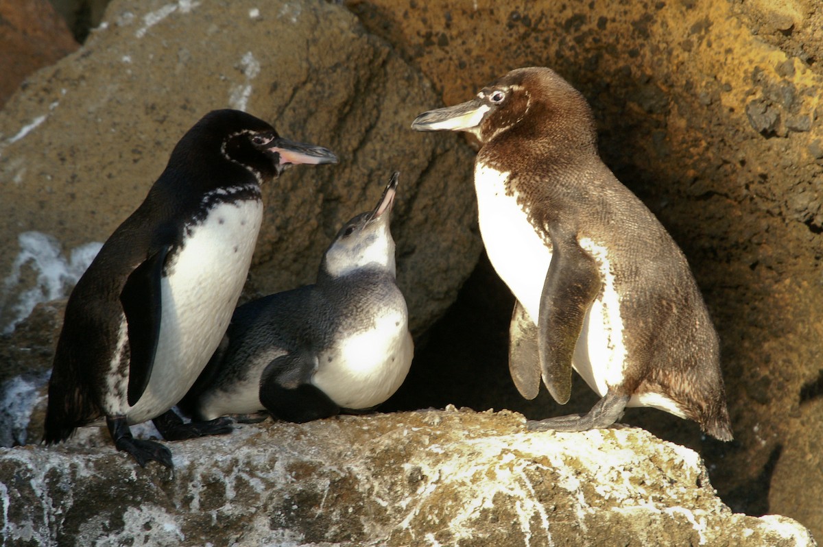 Galapagos Penguin - Yvonne Stevens