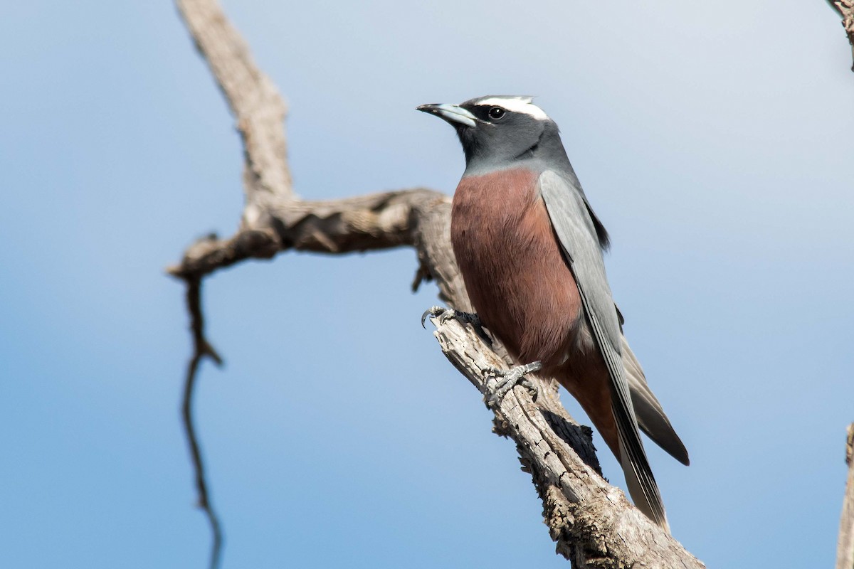 White-browed Woodswallow - ML70108561