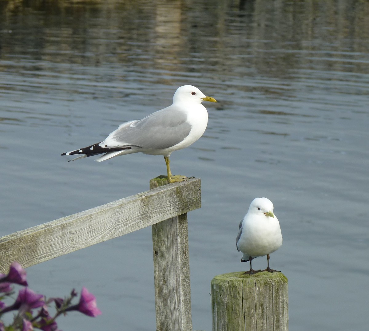 Common Gull - Denis Dujardin