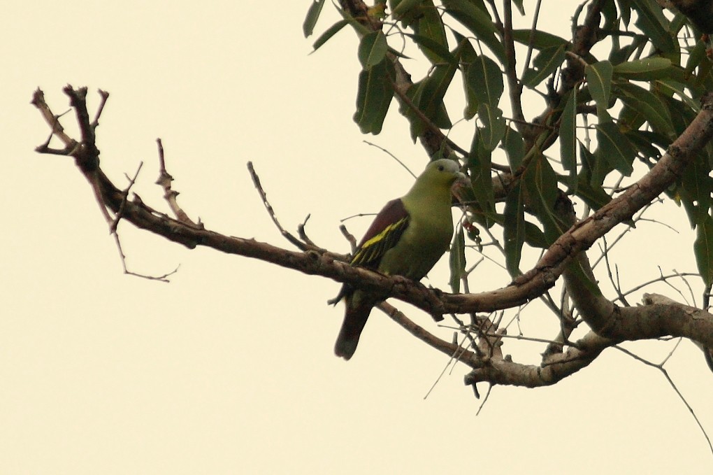 Gray-fronted Green-Pigeon - Vasanthan Panchavarnam