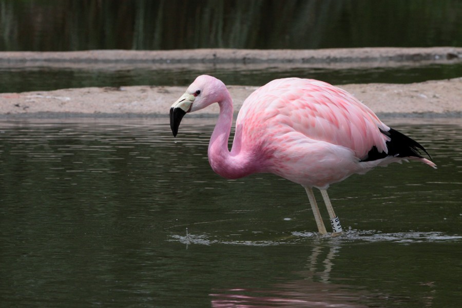 Andean Flamingo - Tomasz Doroń