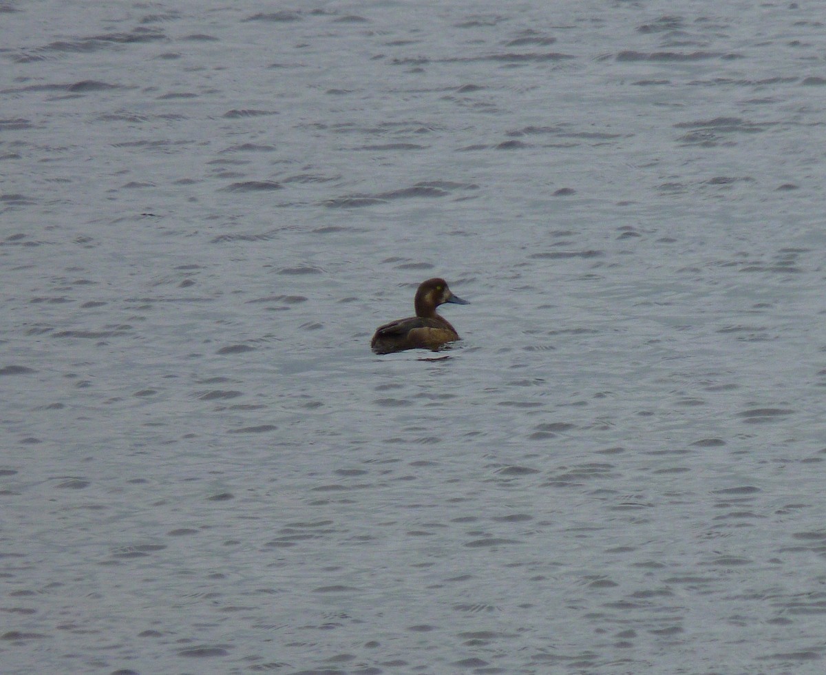 Greater Scaup - ML70110361