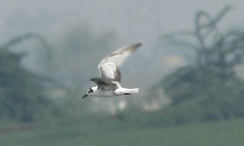 White-winged Tern - Vineeta Dixit