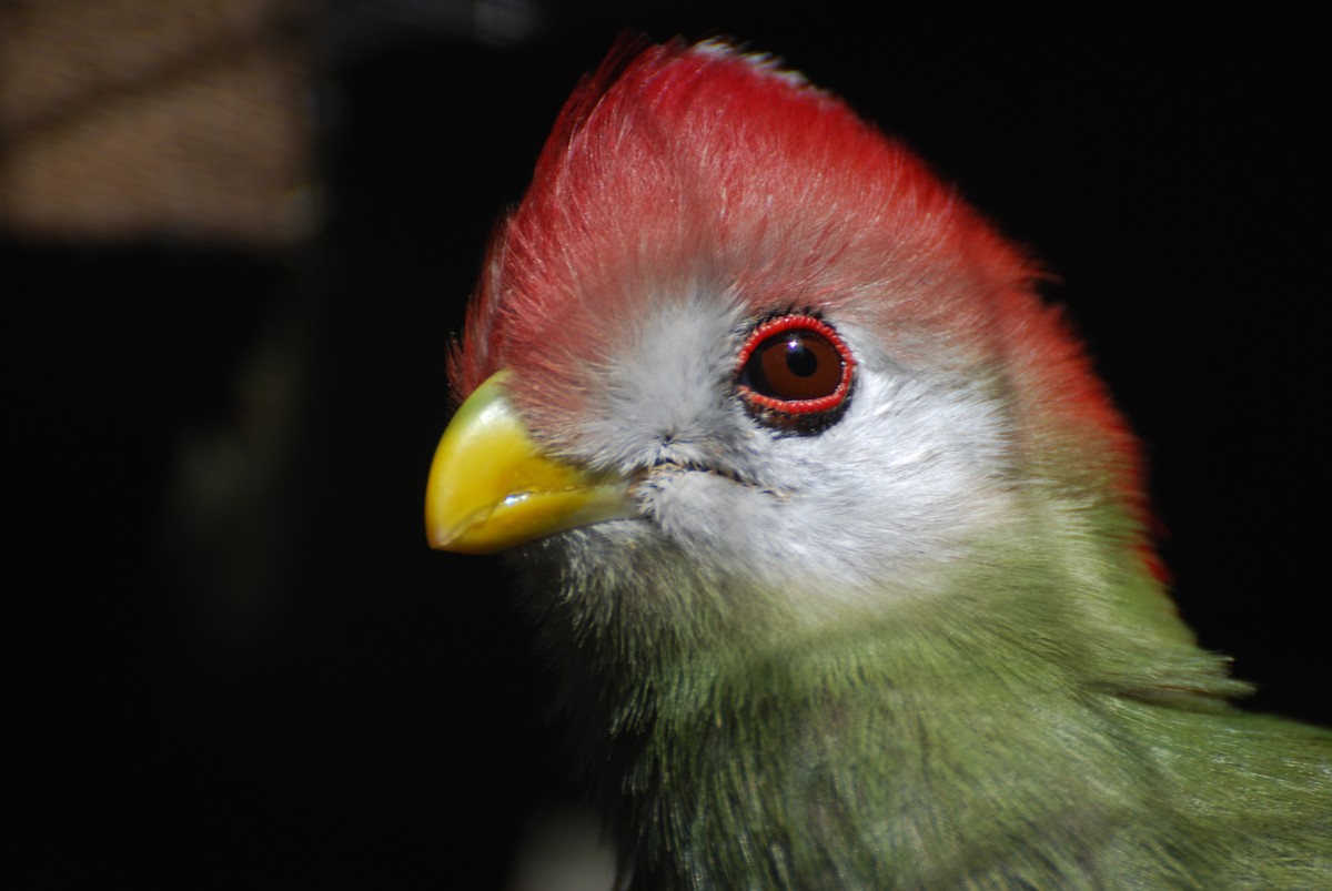 Red-crested Turaco - JONATHAN BEILBY