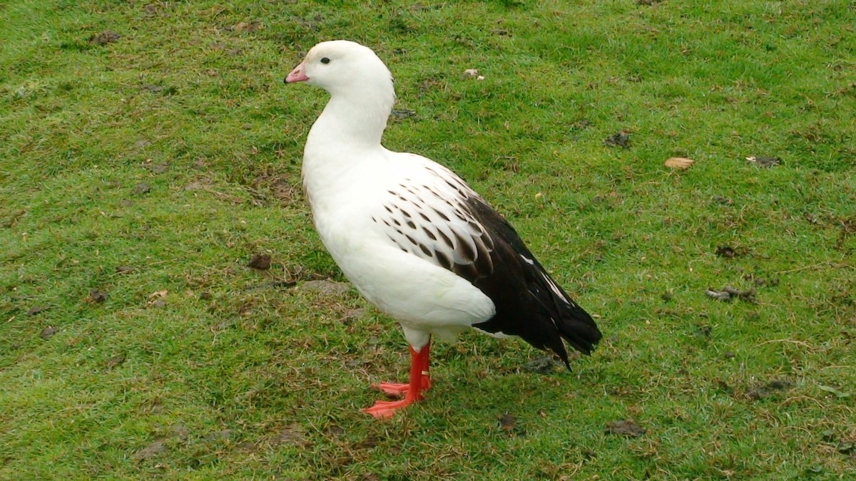 Andean Goose - ML701158