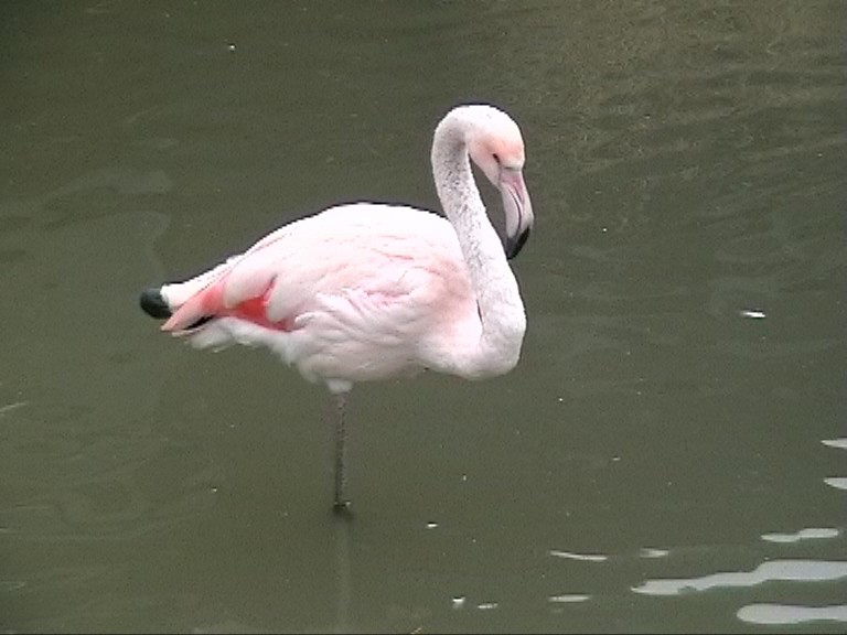 Greater Flamingo - Joe Angseesing