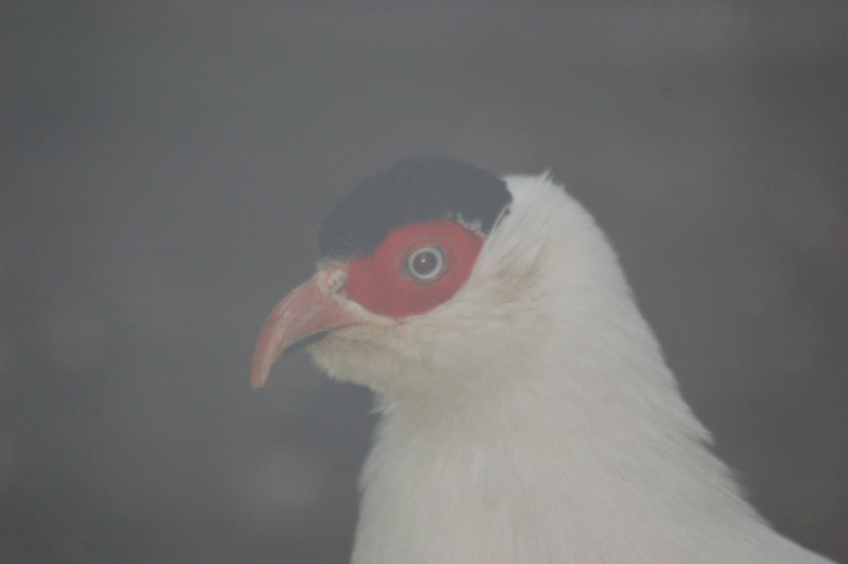 White Eared-Pheasant - JONATHAN BEILBY