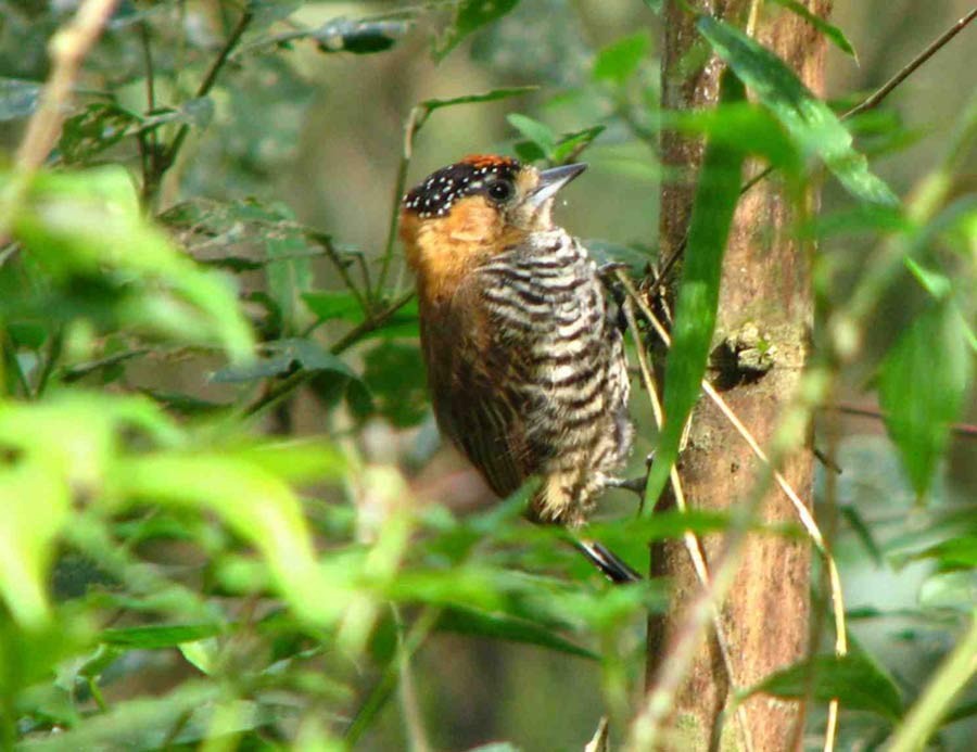 Ochre-collared Piculet - ML701174