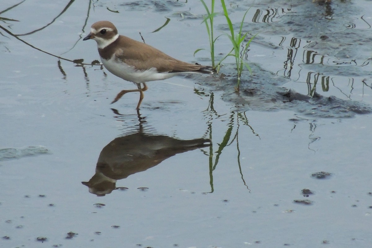 Semipalmated Plover - ML70117951