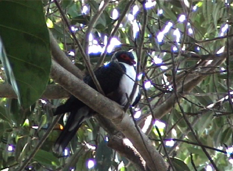 Papuan Mountain-Pigeon - JONATHAN BEILBY