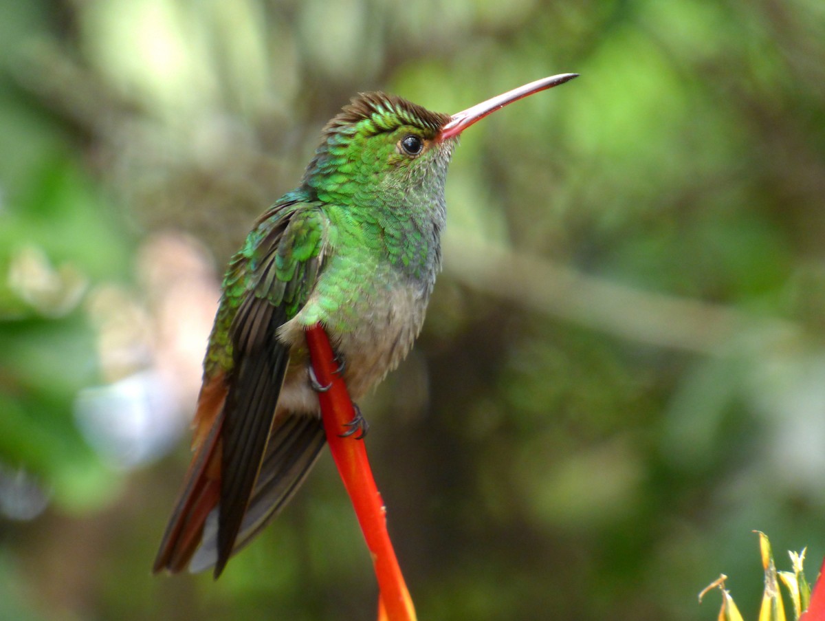 Rufous-tailed Hummingbird - Roselvy Juárez