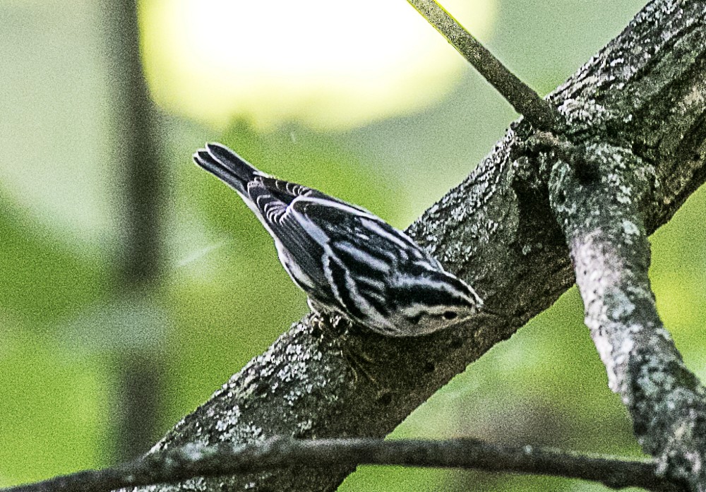 Black-and-white Warbler - ML70119391