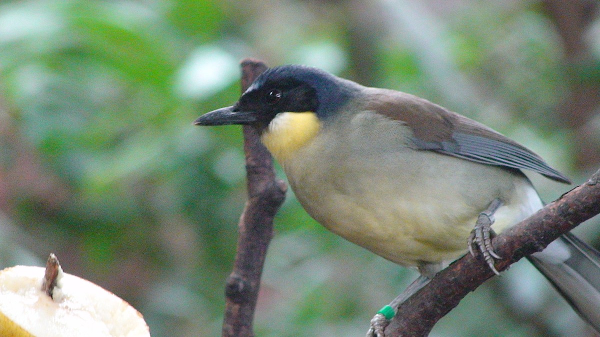 Blue-crowned Laughingthrush - JONATHAN BEILBY