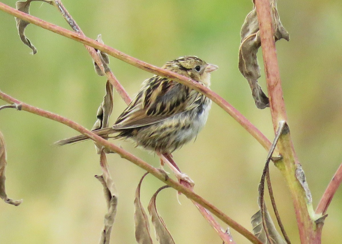 Passerellidae sp. (sparrow sp.) - ML70119411
