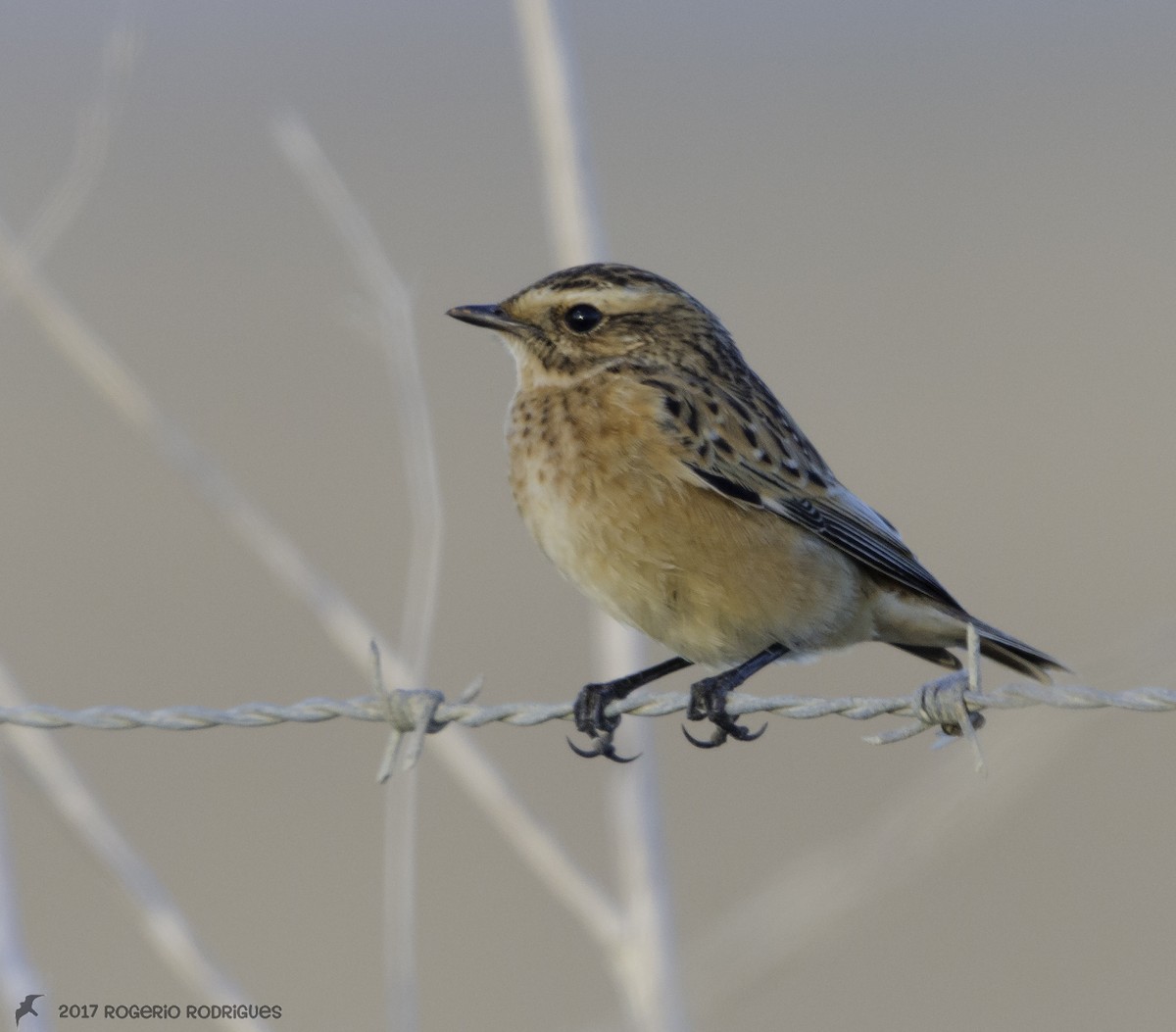 Whinchat - ML70119581