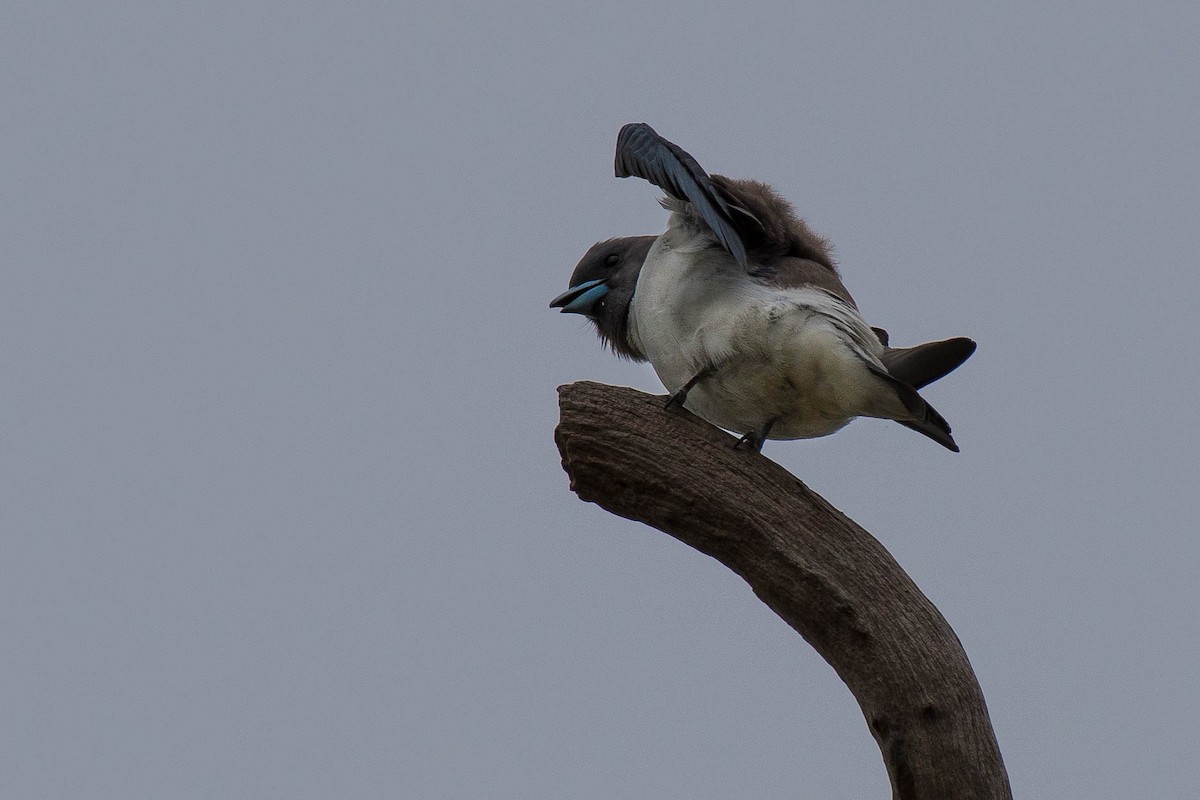 White-breasted Woodswallow - ML70120221