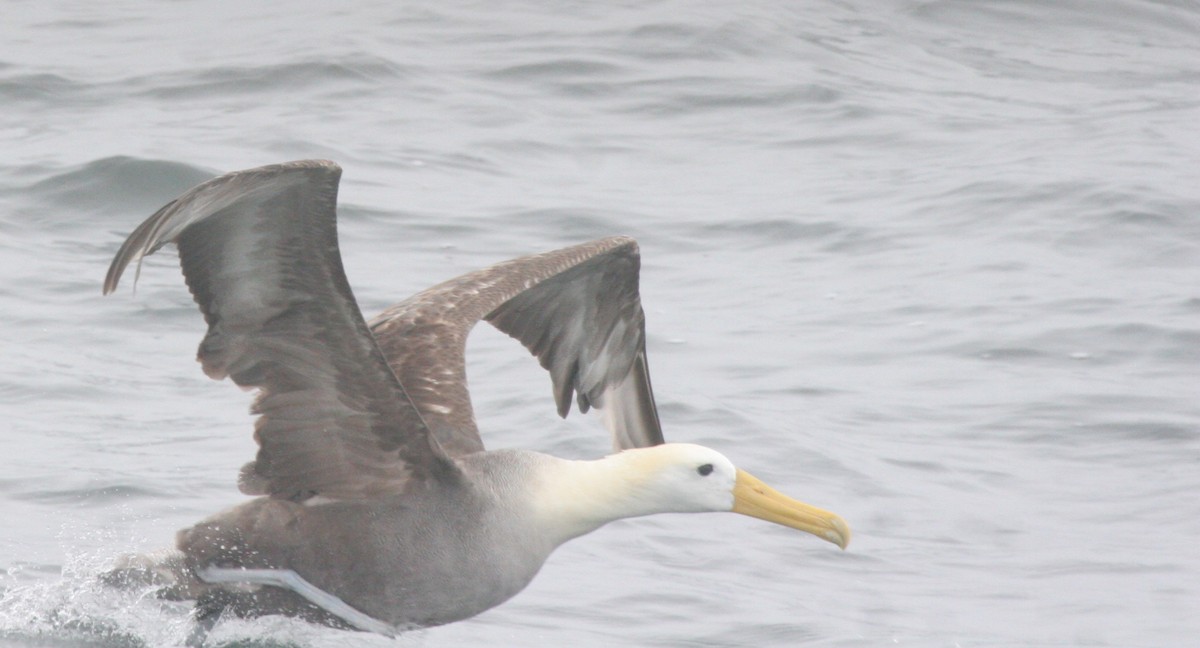 Waved Albatross - Ryan Terrill