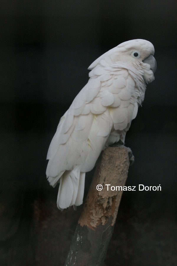 White Cockatoo - Tomasz Doroń