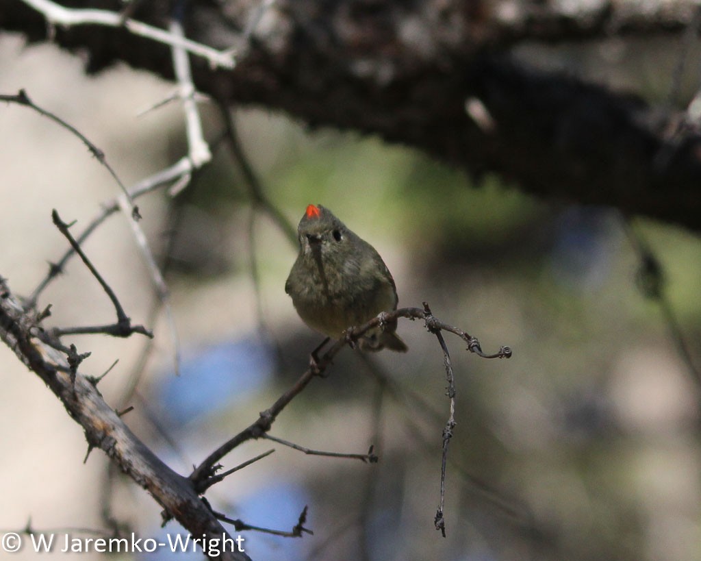 Ruby-crowned Kinglet - Will Jaremko-Wright