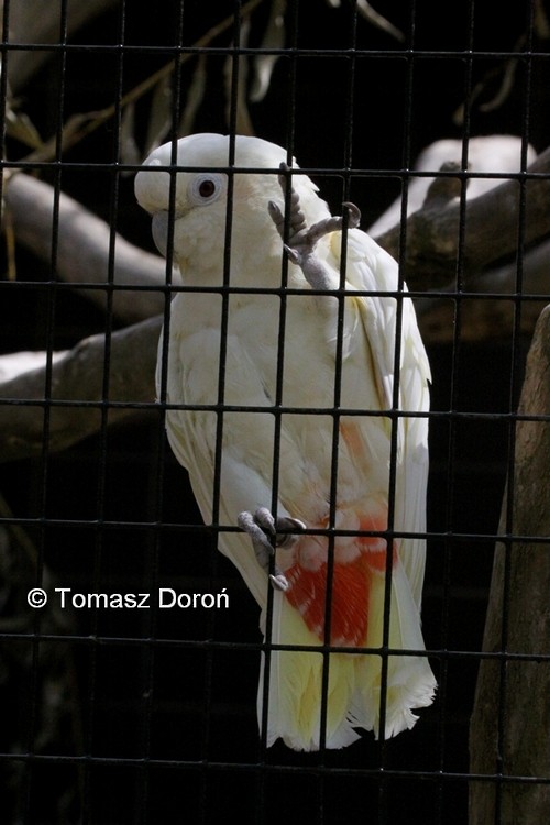 Philippine Cockatoo - Tomasz Doroń